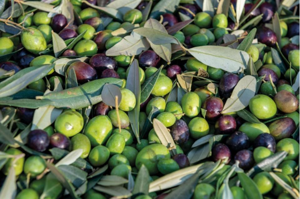 Olio in Villa ed Oliveti aperti: il primo dicembre a Maser